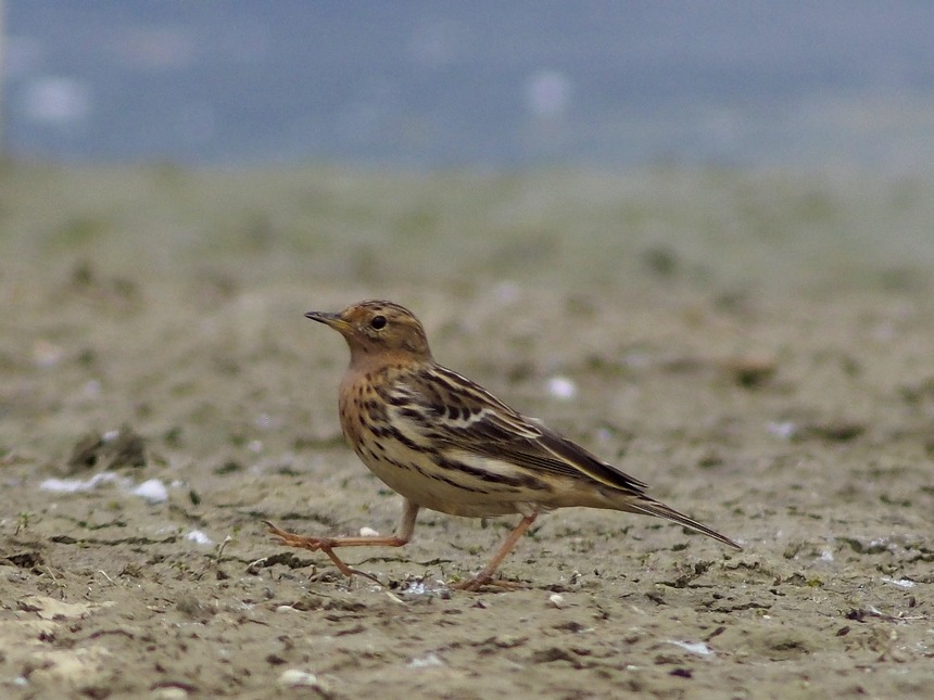 Pispola golarossa (Anthus cervinus)